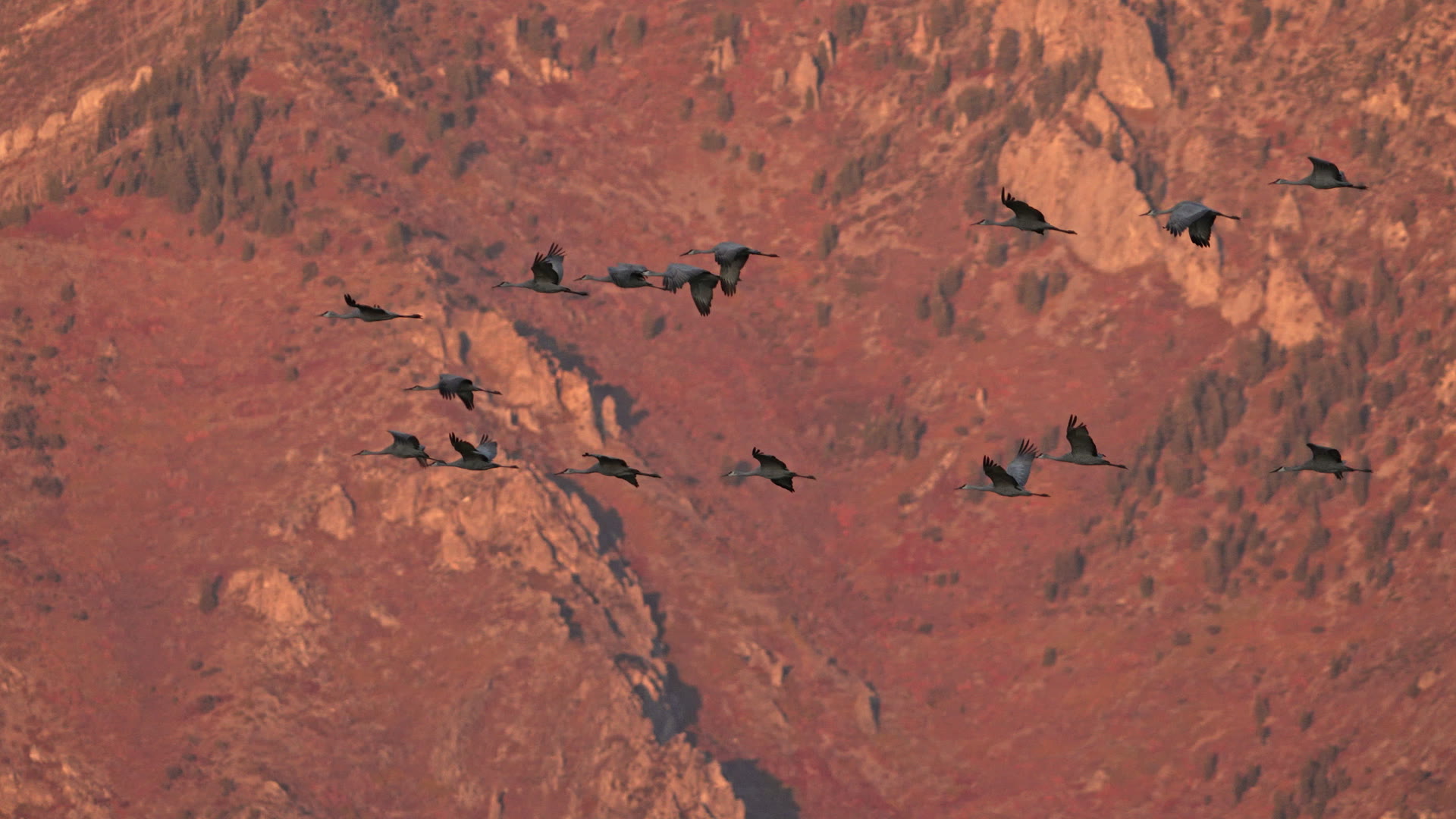 Flock of migratory birds flying over water